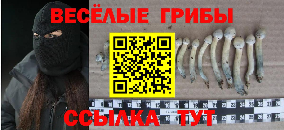 Галлюциногенные грибы Psilocybine cubensis Лыткарино